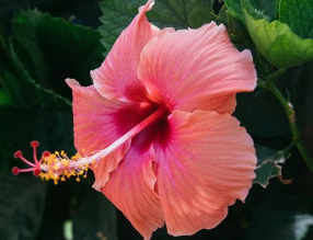 8月養(yǎng)這幾種花，花期長還好養(yǎng)