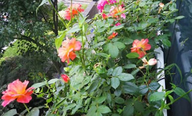 窗臺綠化美化案例